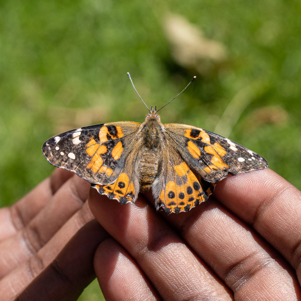Fox Cities Butterfly Festival 2022 Photos